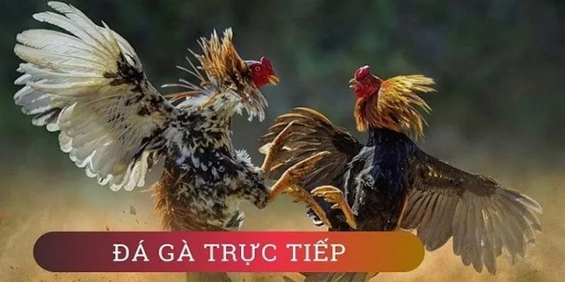 Đá gà trực tiếp phát triển nhanh chóng và rất được yêu thích